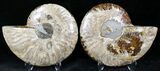 Polished Ammonite Pair - Million Years #22240-1